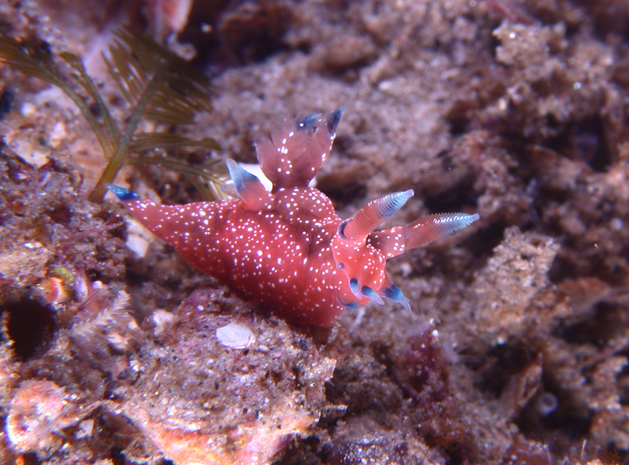 Polycera kaiserae